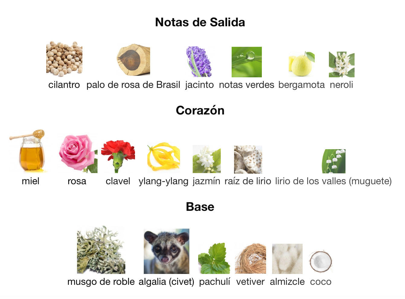 ANIMALE POUR FEMME - ANIMALE