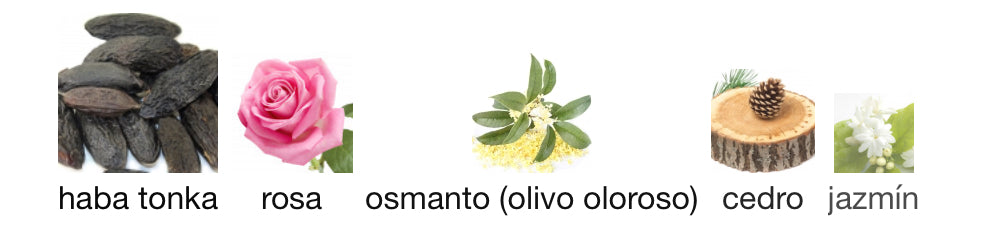 POWER FLOWERS - MONTALE