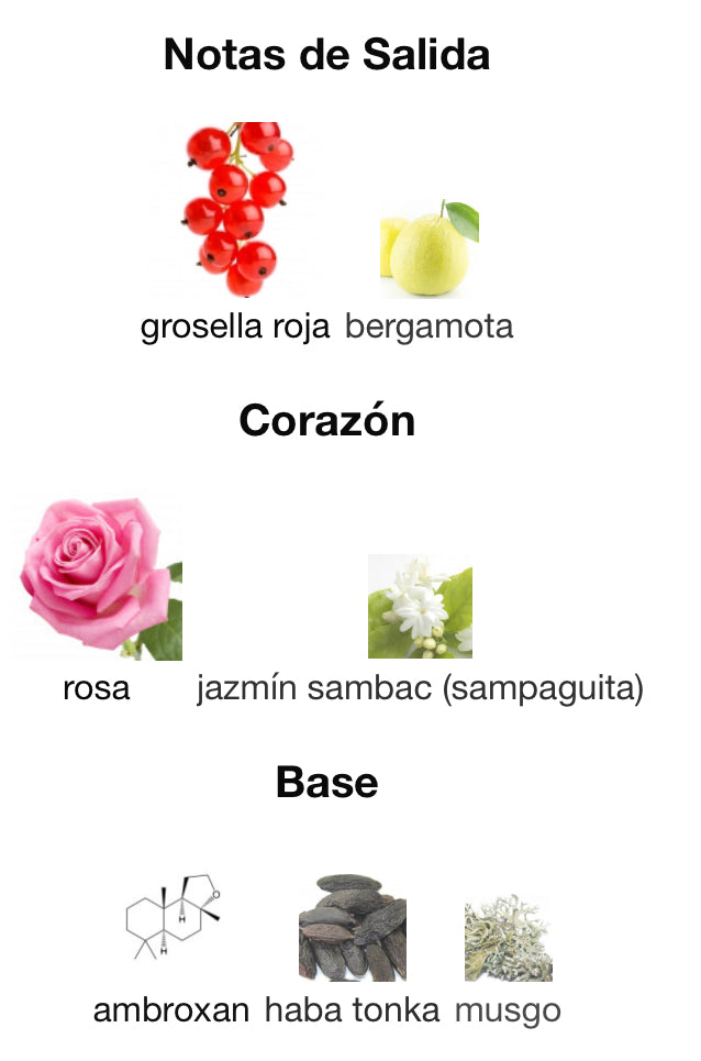 WILD ROSE - COACH
