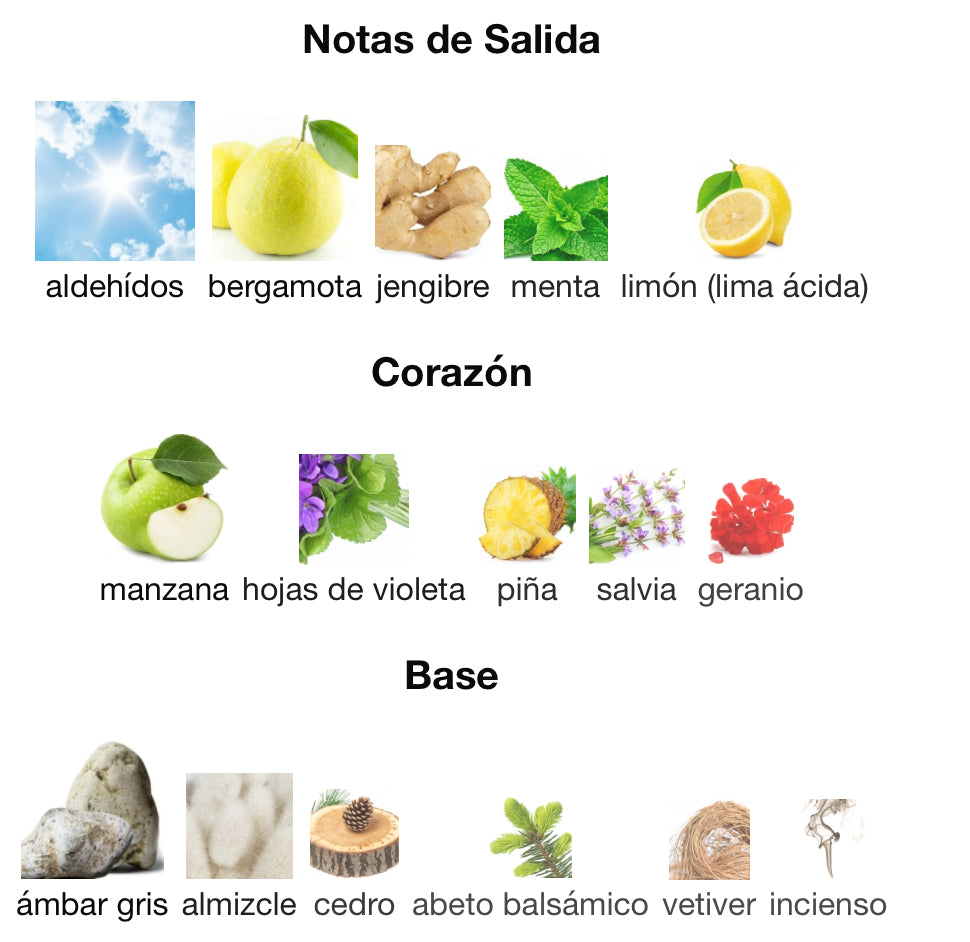 Y - YVES SAINT LAURENT